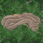 Japanese Striped Snake