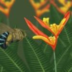 Blue Banded Bee