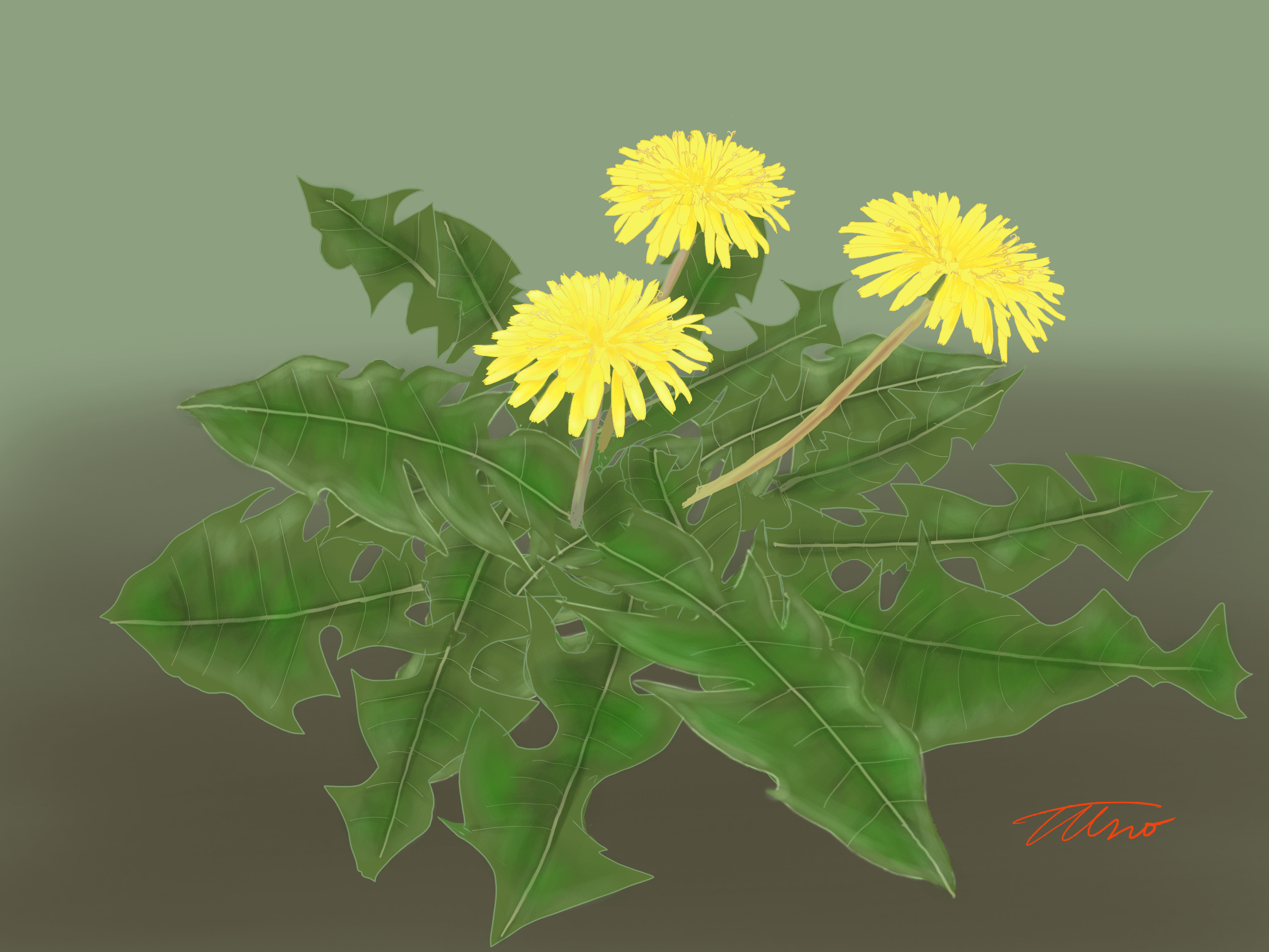 広く知られた春を象徴する多年草であるが、花のつくりは植物進化の頂点に立つ品種の一つと言われる。