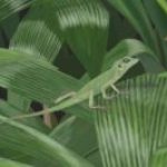 Green Crested Lizard