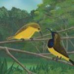 Olive-backed Sunbird Pair