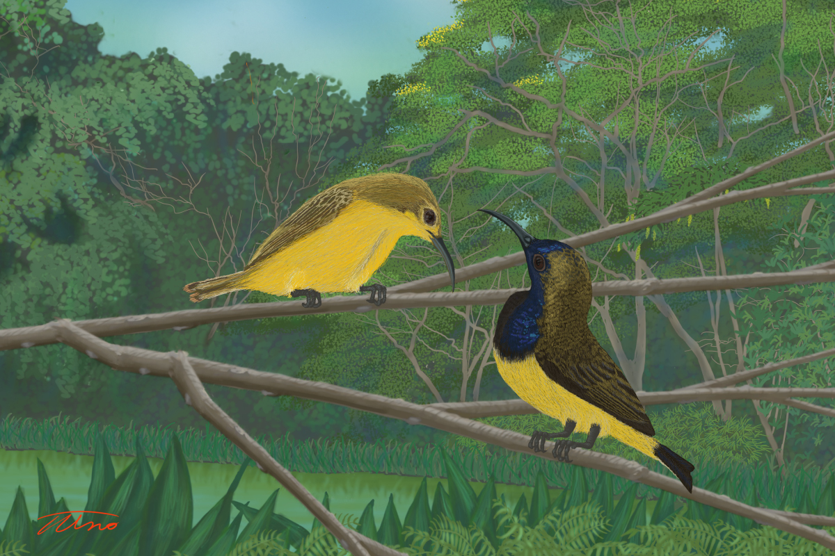 東南アジアで見られる体長約11cmのSunbird。和名：キバラタイヨウチョウ。左がメス、右がオス。