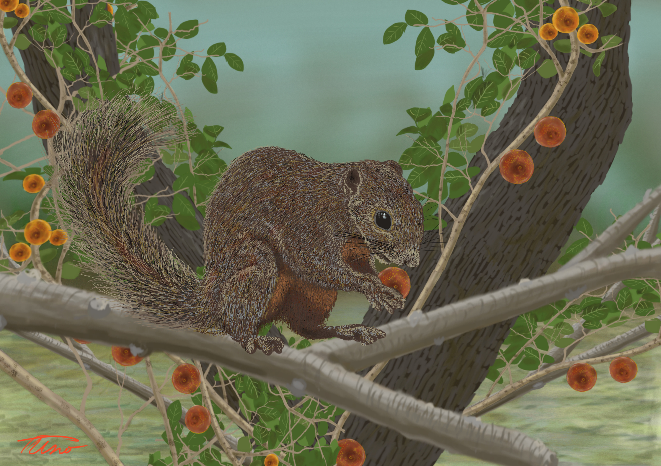 別名：plantain squirrel、和名：バナナリス。体長約22cm、腹部の毛が赤い。