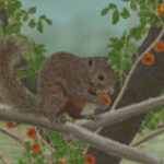 Red Bellied Squirrel