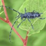 White Spotted Longicorn Beetle